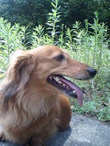 img20070523_1_p